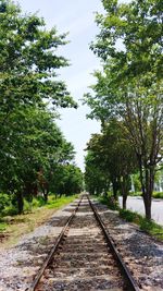 Railroad track along trees