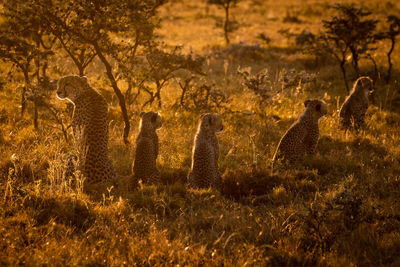 Cheetahs sitting on grassy field during sunset