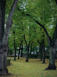 Trees in forest