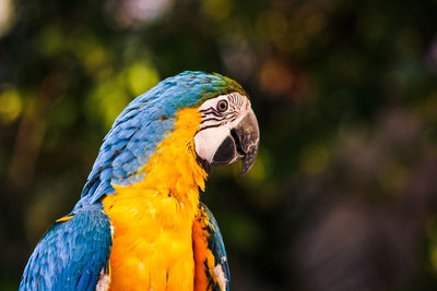 Close-up of a parrot