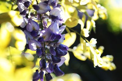 Close-up of purple flowering plants