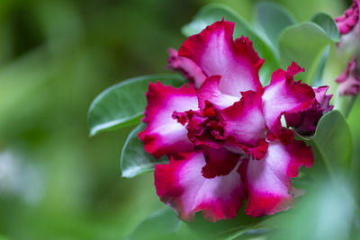 Close-up of pink flowering plant