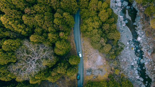 High angle view of trees by plants in forest