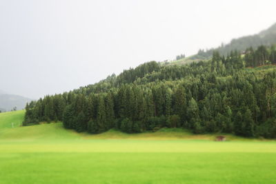 Trees on field against clear sky