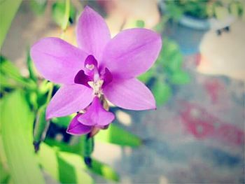 Close-up of pink flowers