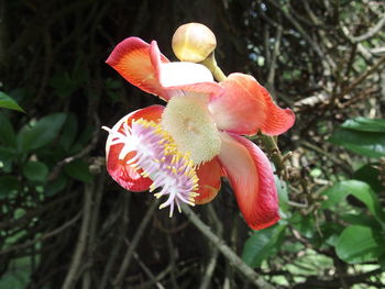 Close-up of red flowers