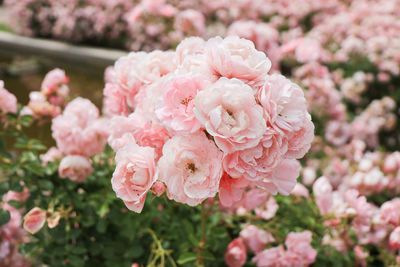 Close-up of pink rose bushes garden