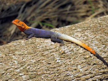 Close-up of lizard on log