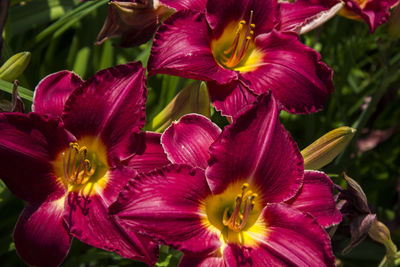 Close-up of purple flowering plant