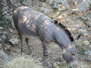 Side view of a horse grazing on field