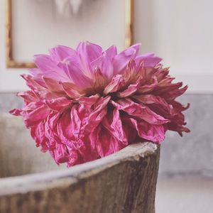Close-up of pink flower