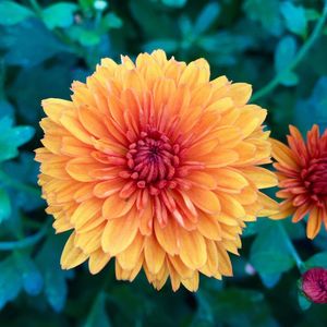 Close-up of flowers blooming outdoors