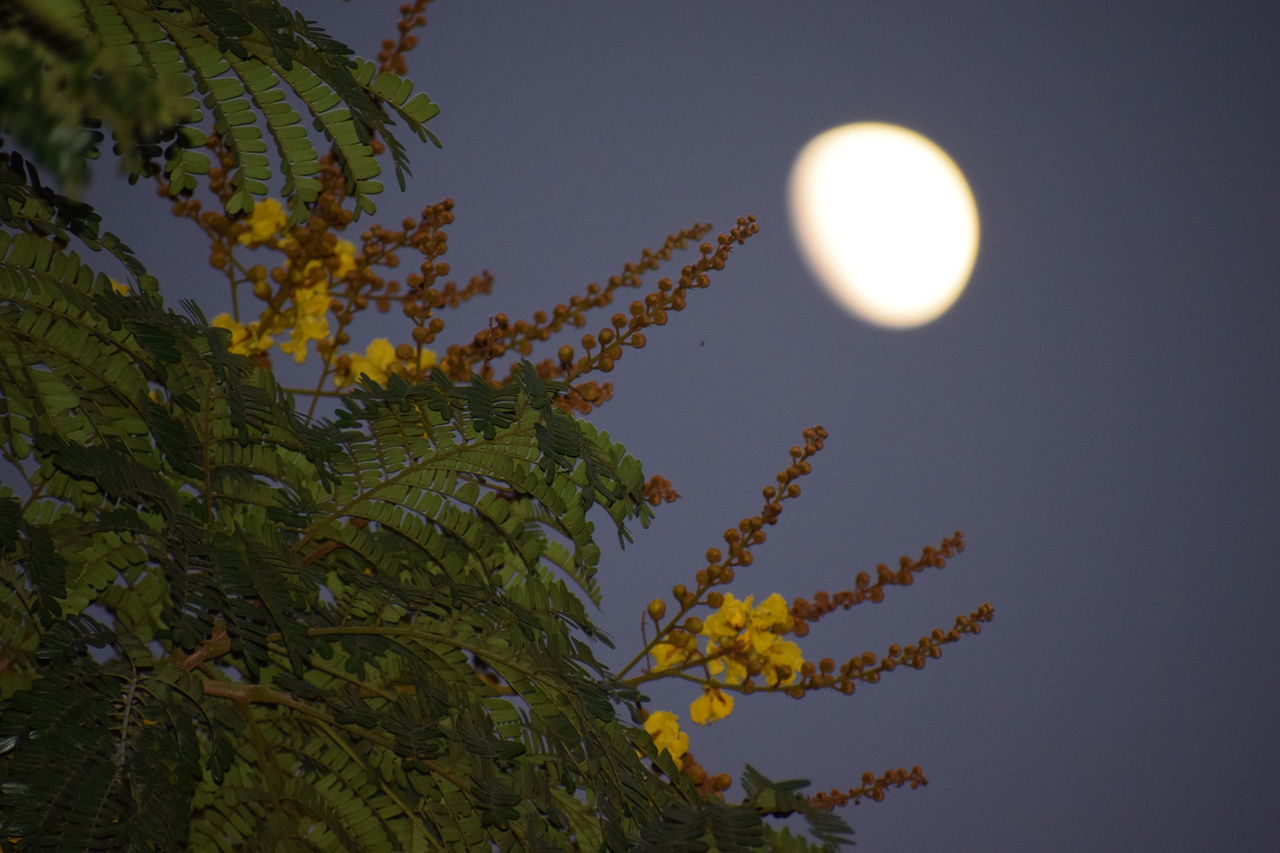 LOW ANGLE VIEW OF TREE AGAINST SKY DURING MOON
