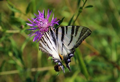 Close-up of butterfly pollinating on purple flower