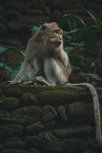 Close-up of monkey looking away while sitting on retaining wall