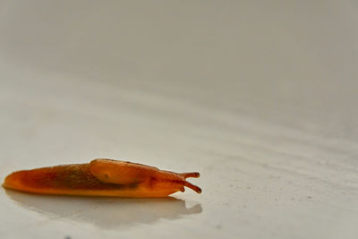 Close-up of crab on table