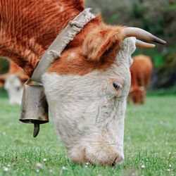 Close-up of a horse on field
