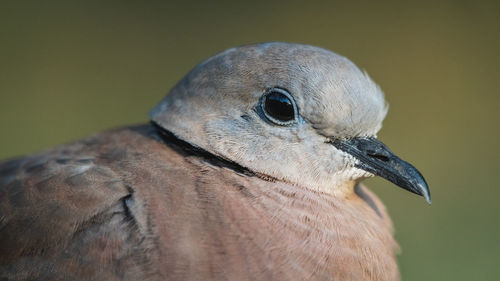 Close-up of a bird looking away