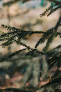 Close-up of pine tree