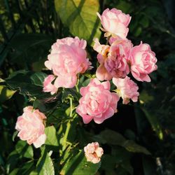 Close-up of pink flowers