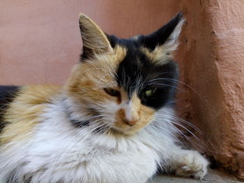 Close-up portrait of a cat