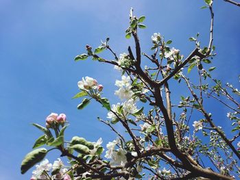 Low angle view of flowering tree against sky