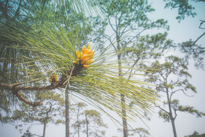 Close-up of flower tree against sky