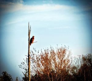 Bird perching on tree against sky