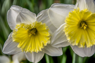 Close-up of yellow daffodil