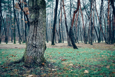 Trees in forest