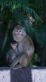 Monkey sitting in a park