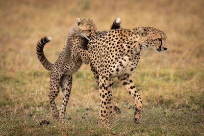 View of cheetah with cub at field