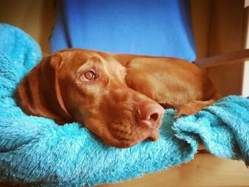 Close-up of dog resting