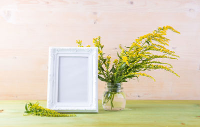 Plant against white wall