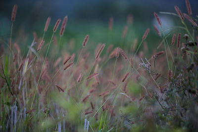 Close-up of crops growing on field