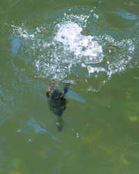 High angle view of ducks swimming in lake