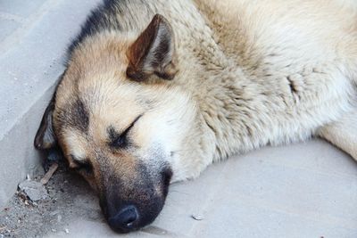 High angle view of dog sleeping