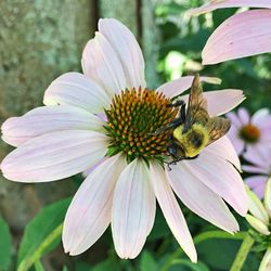 Close-up of bee pollinating flower