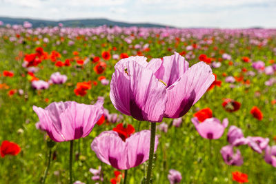 Close-up of purple crocus flowers on field