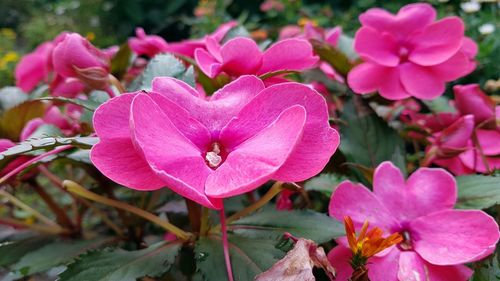 Close-up of pink flowers blooming outdoors