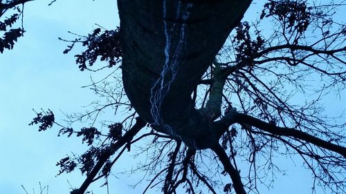 Low angle view of bare trees against sky