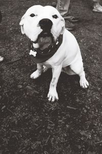 Dog standing on field