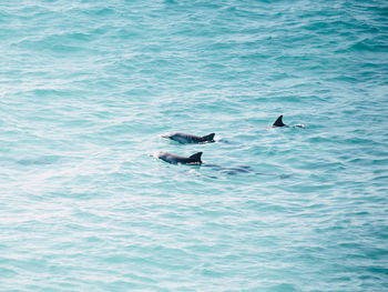 Birds swimming in sea