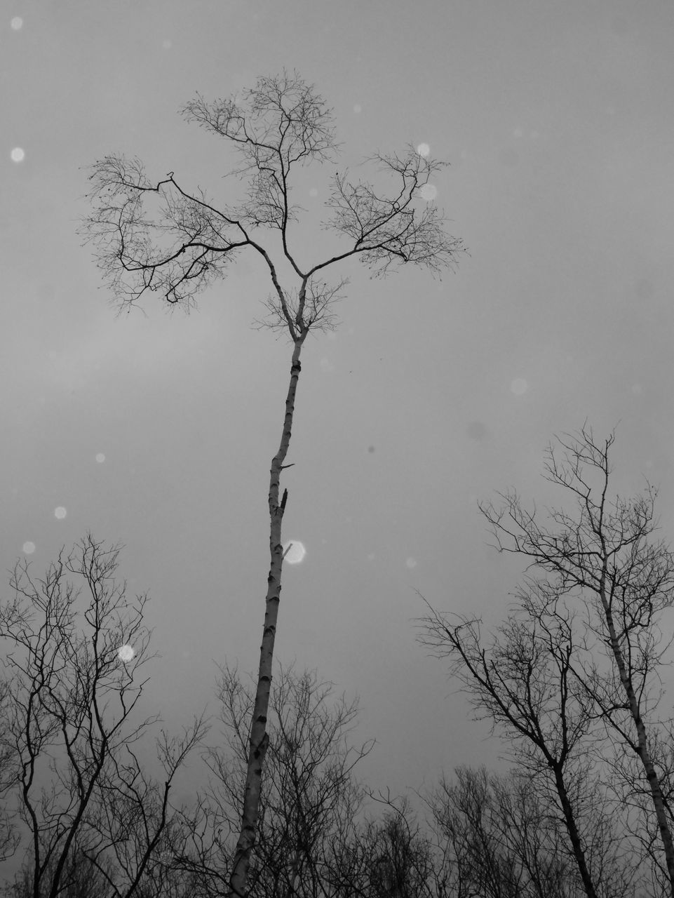 tree, bare tree, branch, plant, sky, nature, black and white, winter, beauty in nature, monochrome, no people, tranquility, monochrome photography, scenics - nature, outdoors, cloud, fog, low angle view, mist, tranquil scene, darkness, environment, silhouette, snow, trunk, tree trunk, leaf, non-urban scene, twig