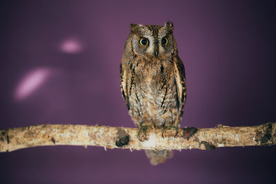 Close-up of owl perching