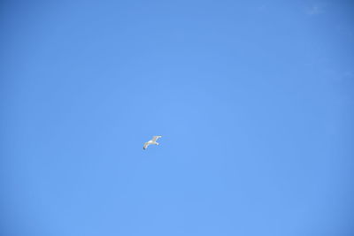 Low angle view of bird flying in sky