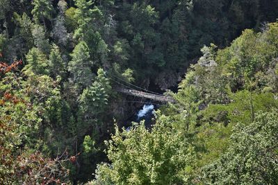 High angle view of bridge over river in forest