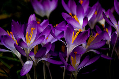 Close-up of purple crocus flowers