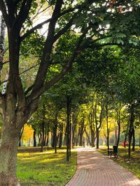 Footpath amidst trees in park