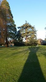 Trees on grassy field